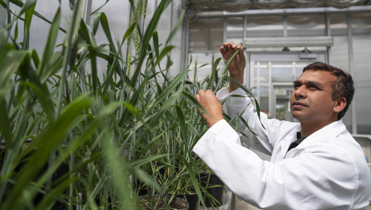 Các nhà khoa học Úc phát triển phương pháp mới để sản xuất lúa mì chịu hạn nhanh, rẻ và chính xác