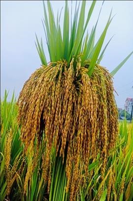 Công nghệ sinh học – Nền tảng của nông nghiệp thích ứng