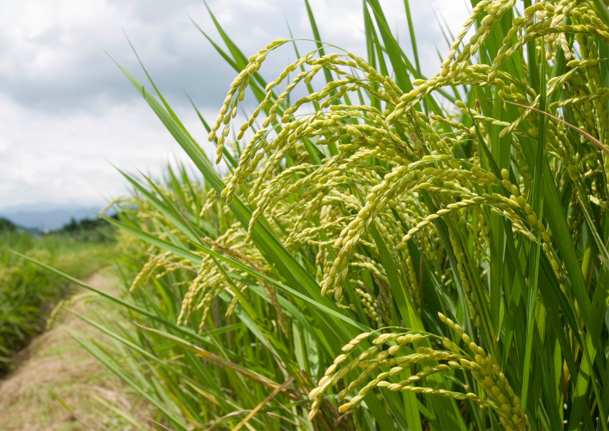 THÀNH TỰU MớI TRONG CHọN GIốNG CÂY TRồNG  Các nhà khoa học tối ưu hóa chỉnh sửa gen cho lúa và lúa mì