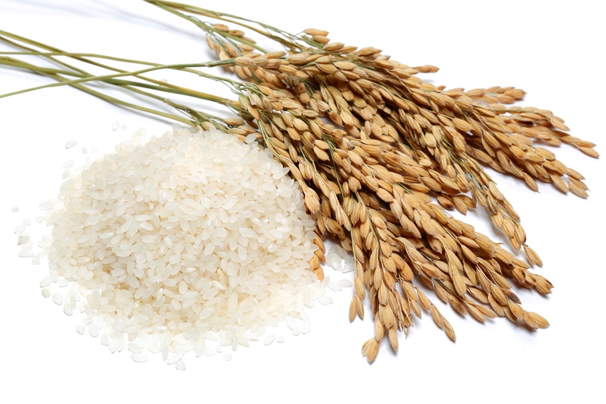 Gạo GM cung cấp nguồn dược phẩm tự nhiên phòng chống tăng huyết áp