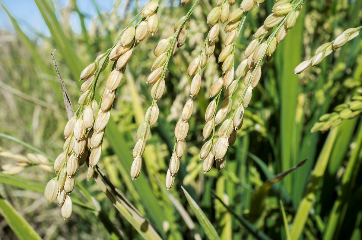 Chỉnh sửa gen tạo ra năng suất cao và cải thiện mùi thơm ở lúa gạo