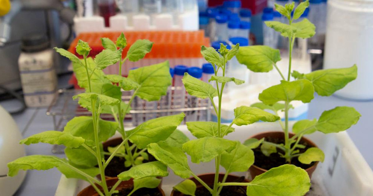 Các nhà nghiên cứu ở Tây Ban Nha sử dụng công nghệ sinh học để sản xuất vắc-xin SARS-CoV-2 từ thực vật