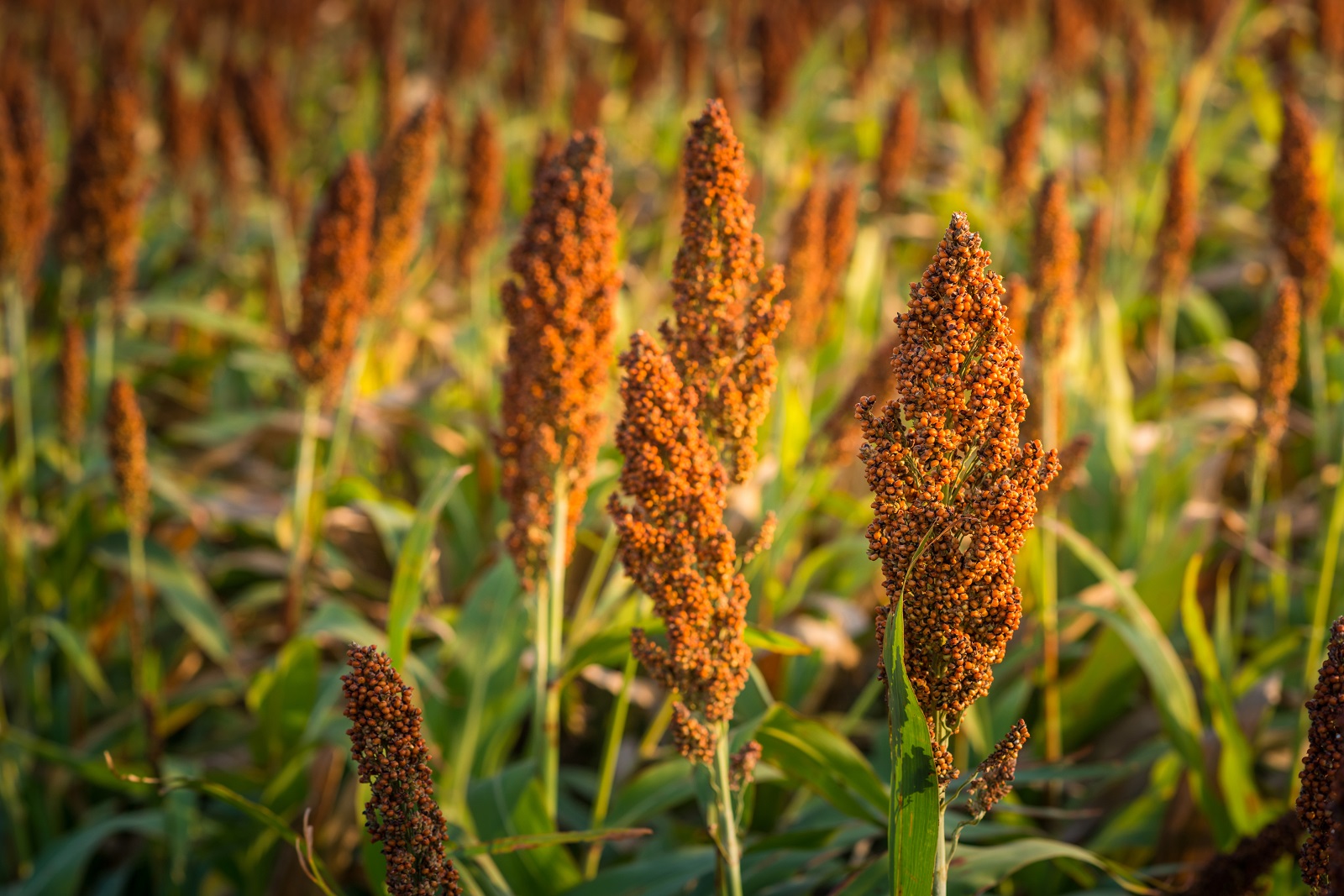 Chỉnh sửa gen làm tăng hàm lượng protein của cây lúa miến