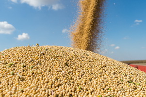 BILL GATES: HẠT GIỐNG GMO CÓ THỂ GIÚP NÔNG DÂN THÍCH ỨNG VỚI BIẾN ĐỔI KHÍ HẬU 