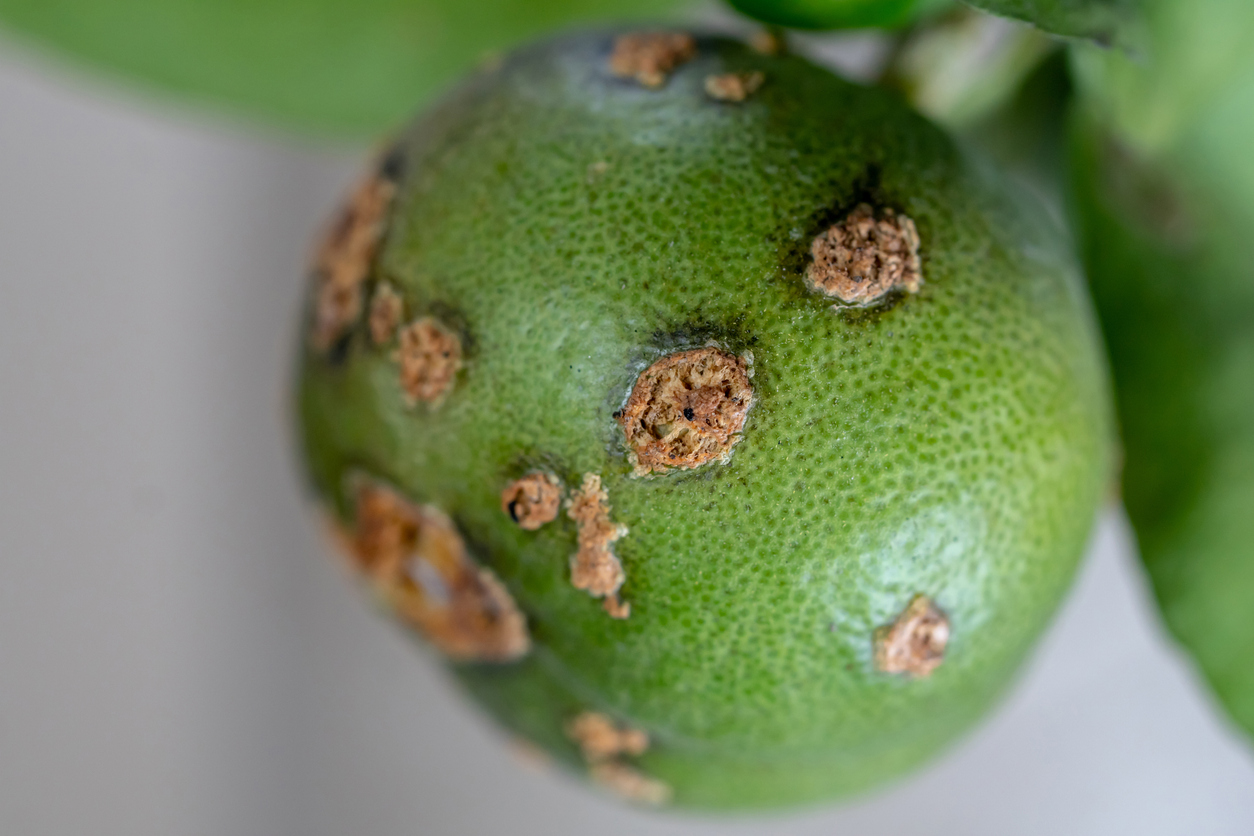 Chính sửa gen bằng CRISPR-Cas9 tăng khả năng kháng bệnh loét ở cây ăn quả có múi 