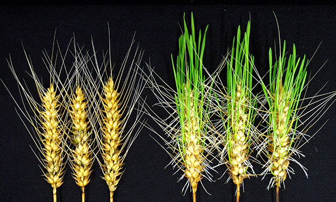 Chỉnh sửa hệ gen tạo ra lúa mì chịu mưa